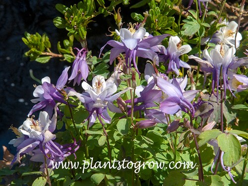 Pagoda Blue and White Columbine (Aquilegia)